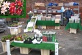 Acorn_Nurserys .. Market - Flowers, Pet and Bird Food
